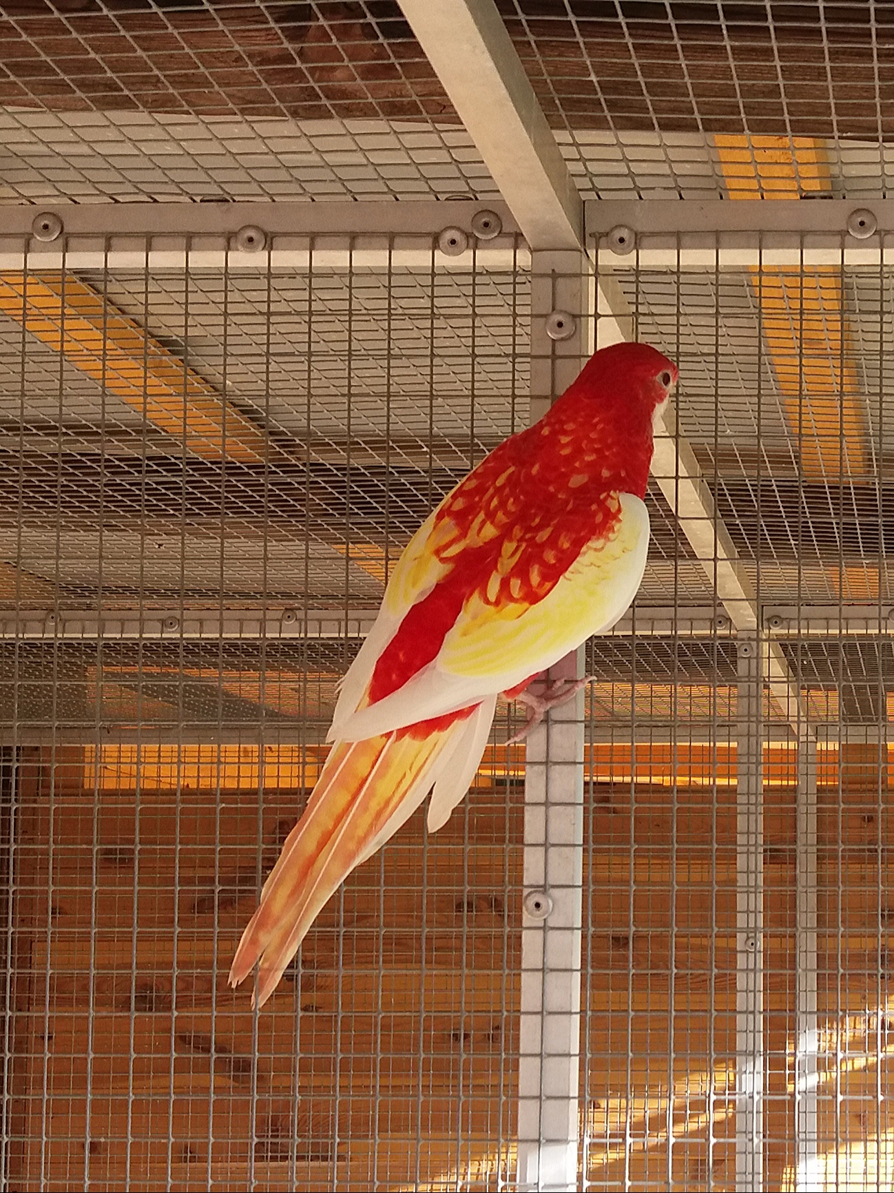 Mutace rub-ino (RUBINO)