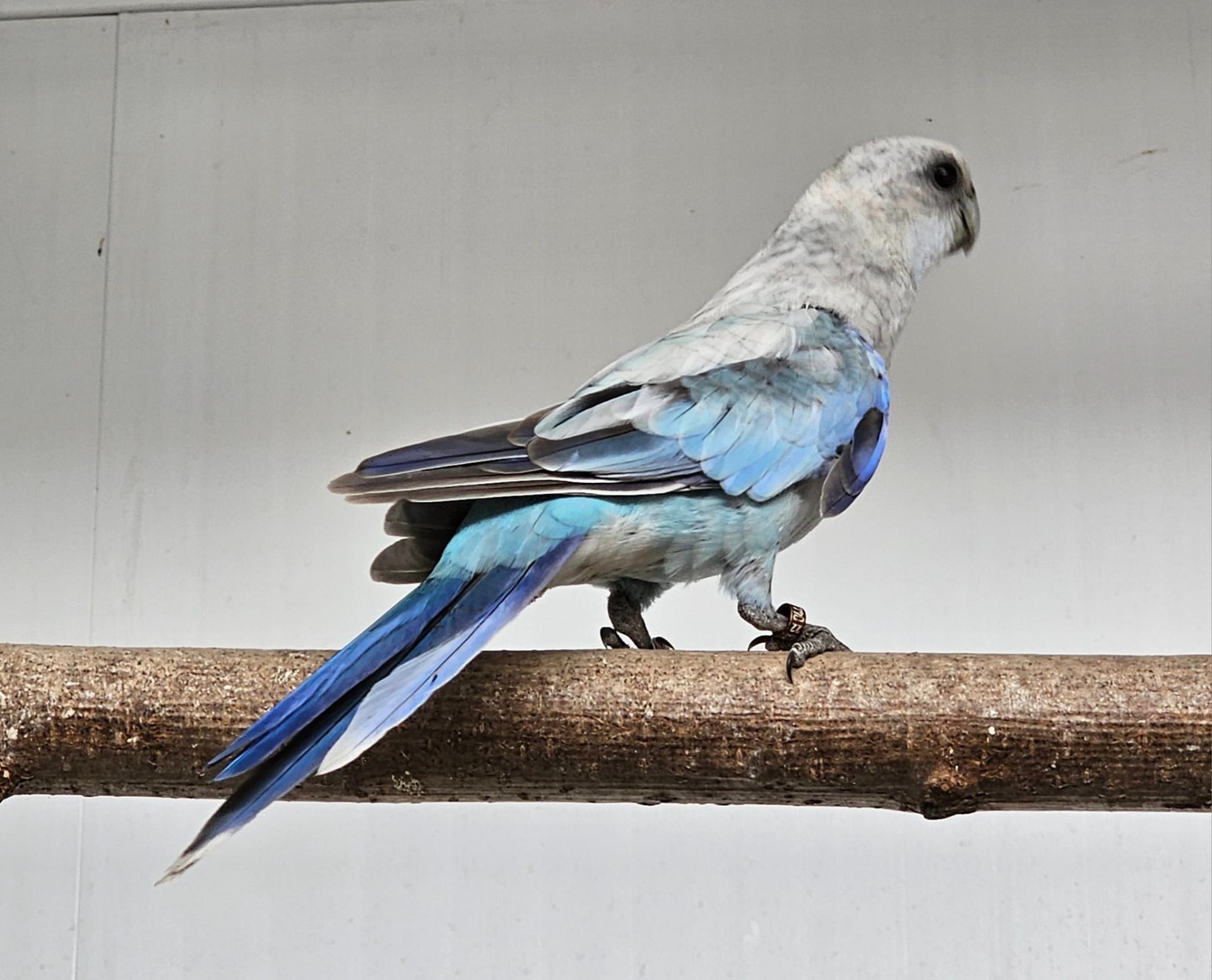 Mutace zlatomodrá, (BLUE GOLD) Fotografie: Andreas Walter Gföhler