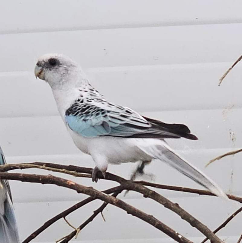 Mutace modrá opalin (BLUE OPALIN)